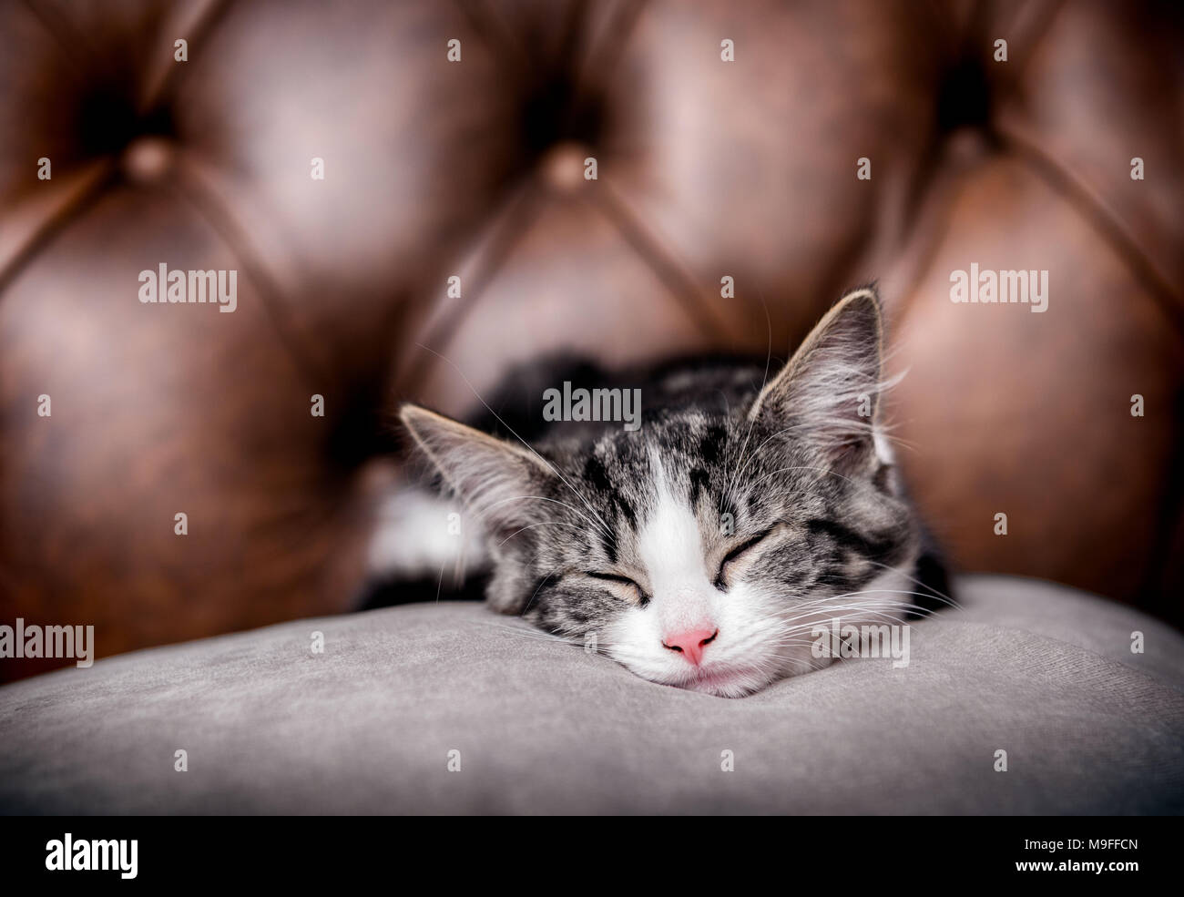 Cute kitten sleeping on a luxurious cushion with a leather background Stock Photo