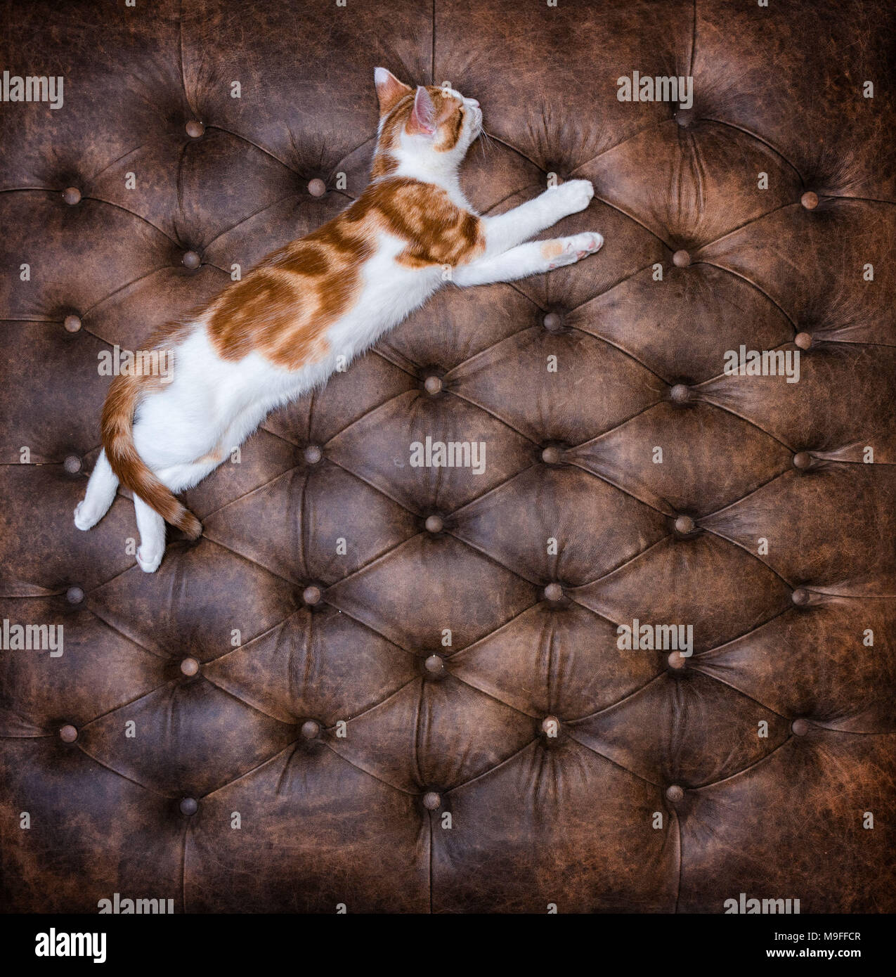 Looking down at cute red kitten sleeping on a luxurious buttoned leather ottoman Stock Photo