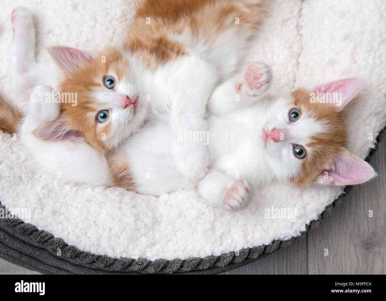 Cute blue-eyed kittens cuddling in a white bed Stock Photo