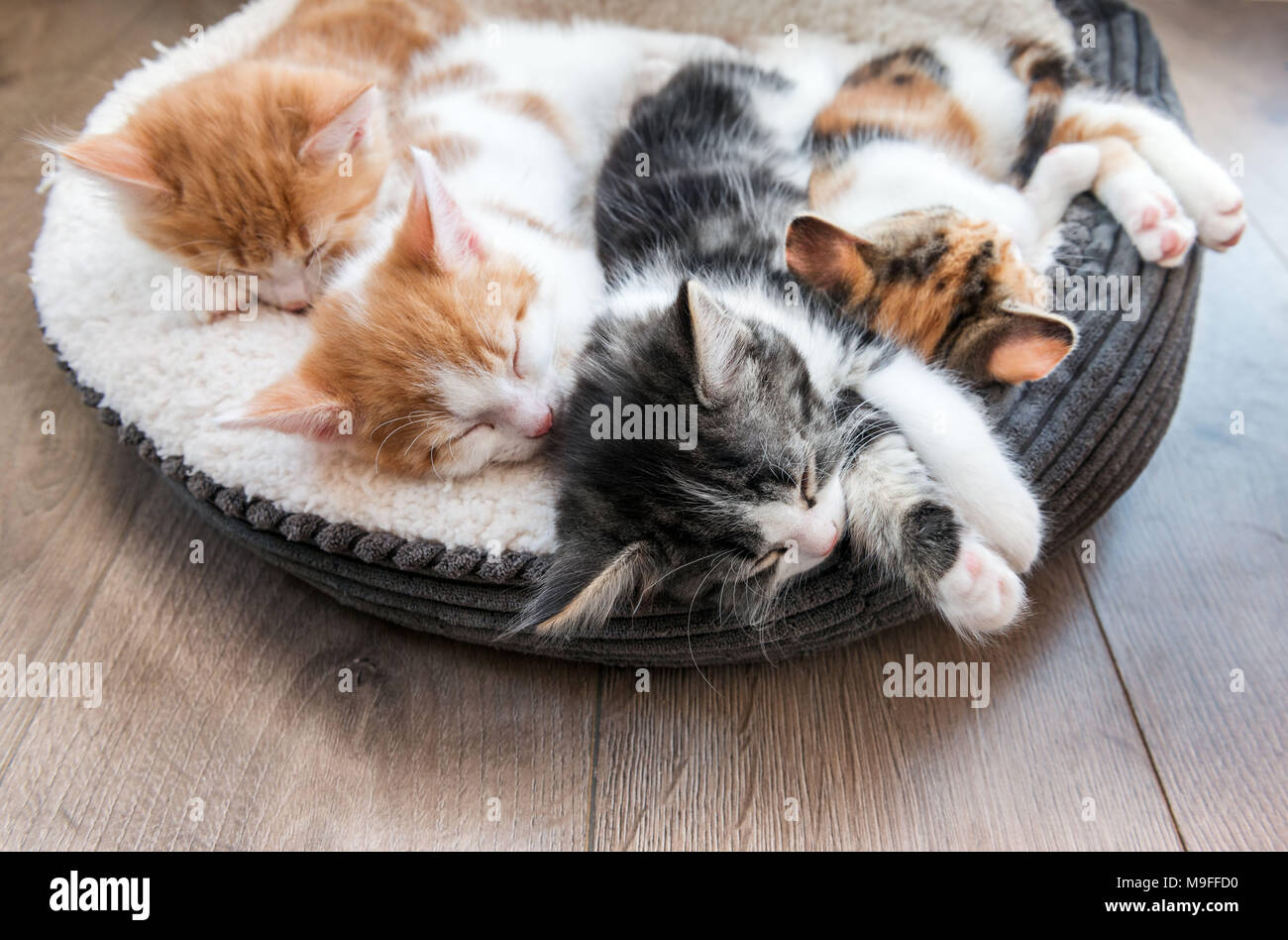 Looking down at four fluffy kittens sleeping in a white bed Stock Photo