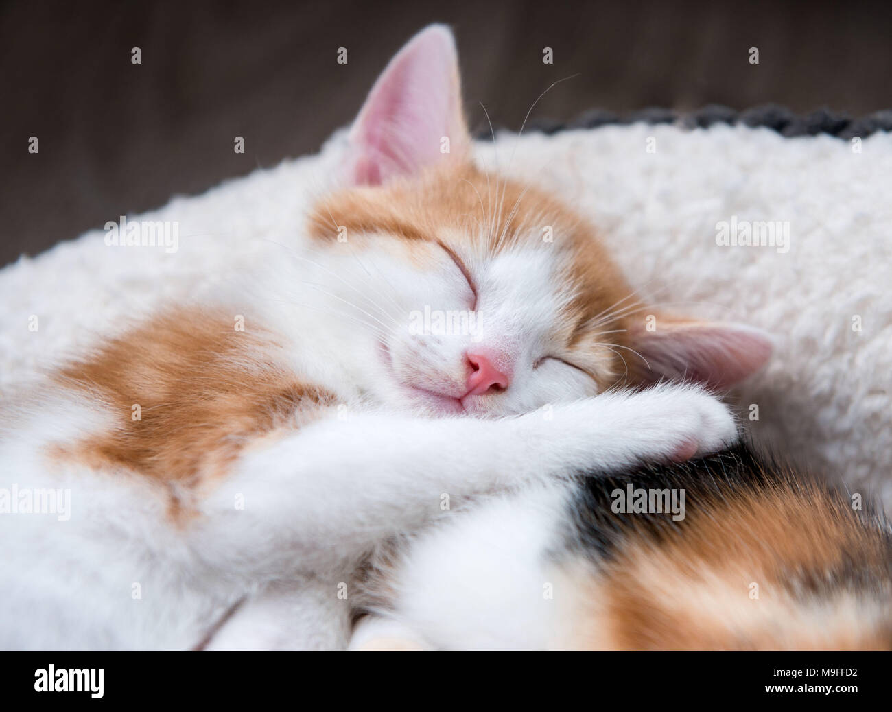 Happy adorable kittens sleeping in a white bed Stock Photo
