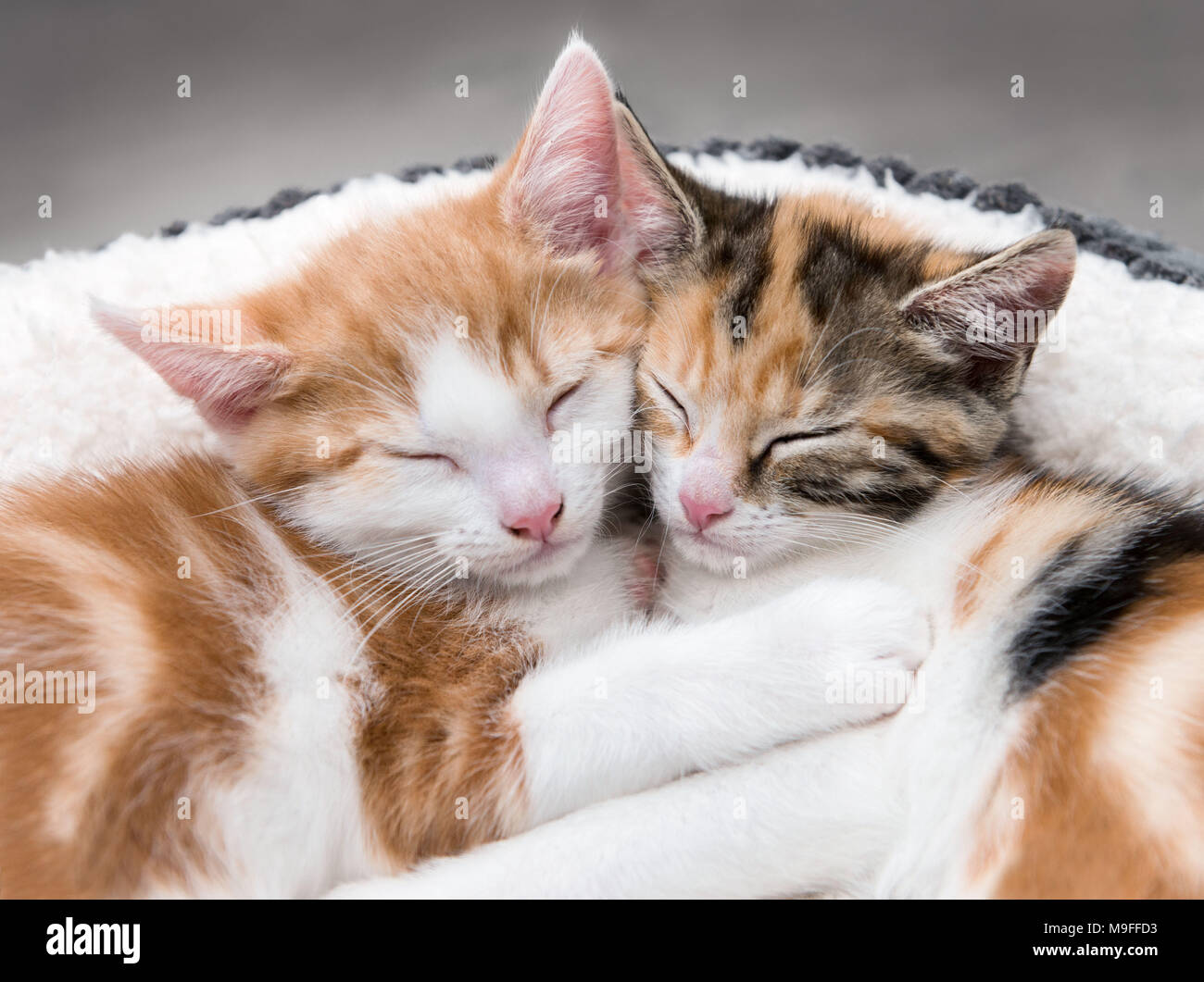 Looking down at two cute kittens sleeping in a white bed Stock Photo