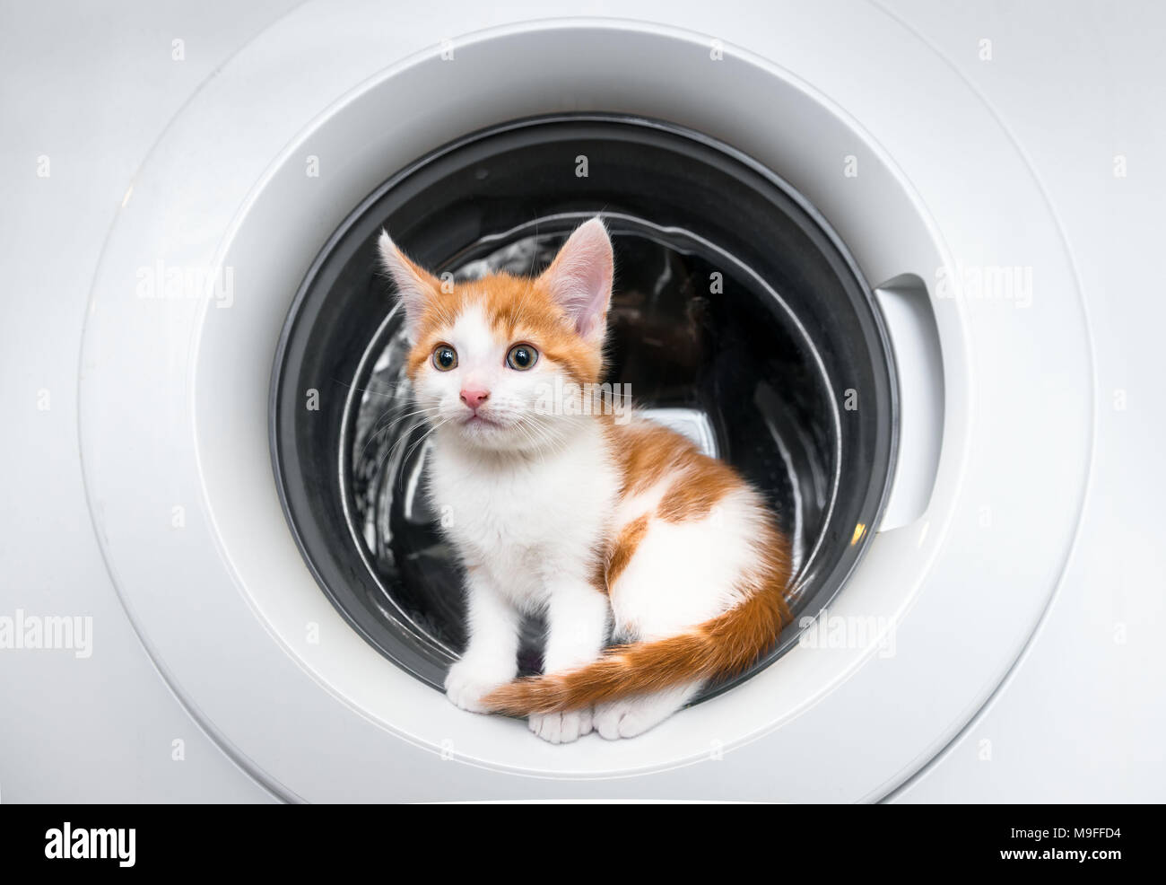 Little kitten sitting in a washing machine door Stock Photo