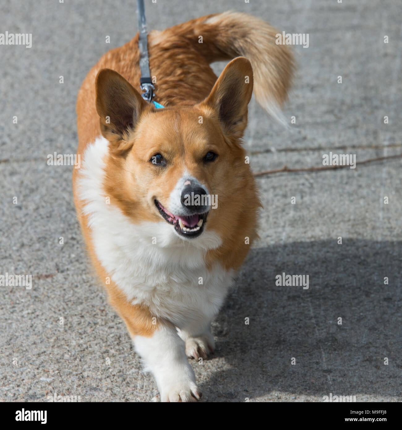 A happy Welsh Corgi dog on a leash walking on the sidewalk in Speculator, NY USA Stock Photo