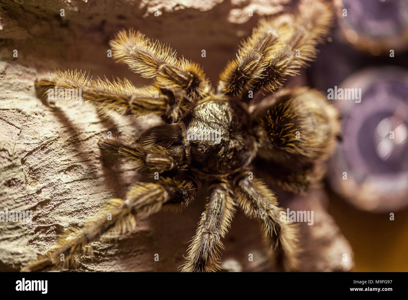 bird spider, tarantula hangs on a stone Stock Photo