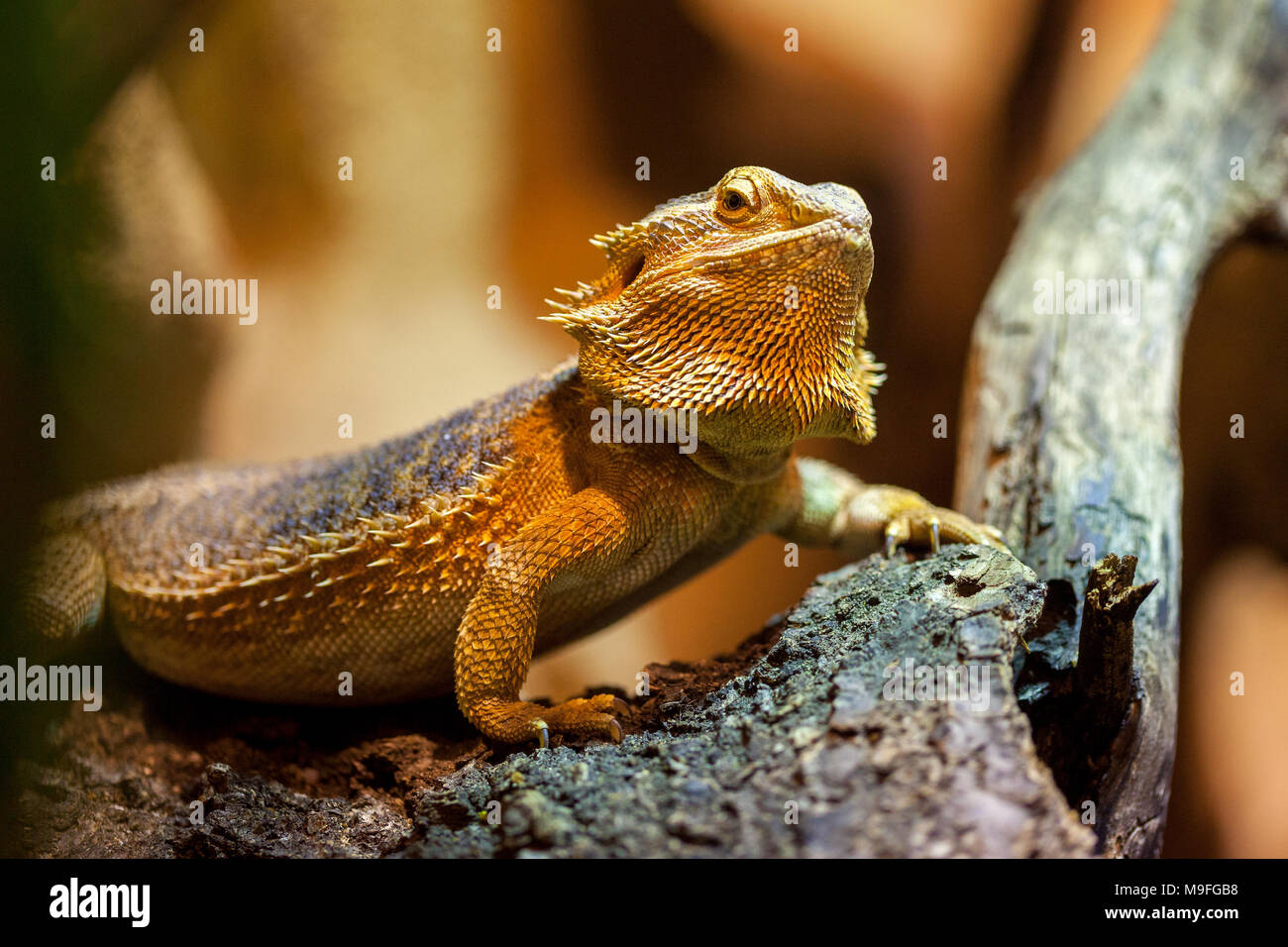 A portrait of a central bearded bartagame Stock Photo