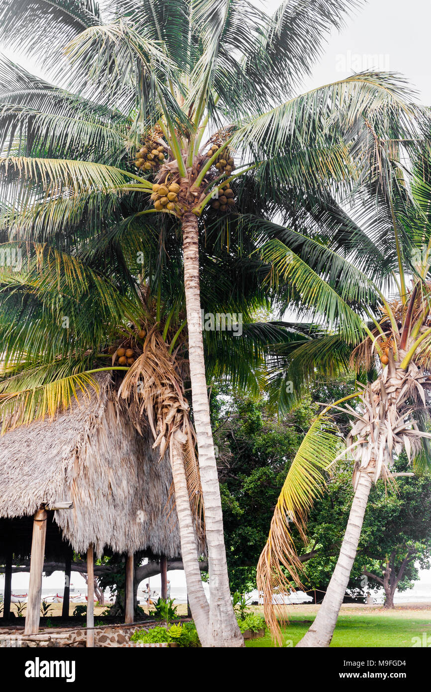 Hawaii palm tree coconuts hires stock photography and images Alamy