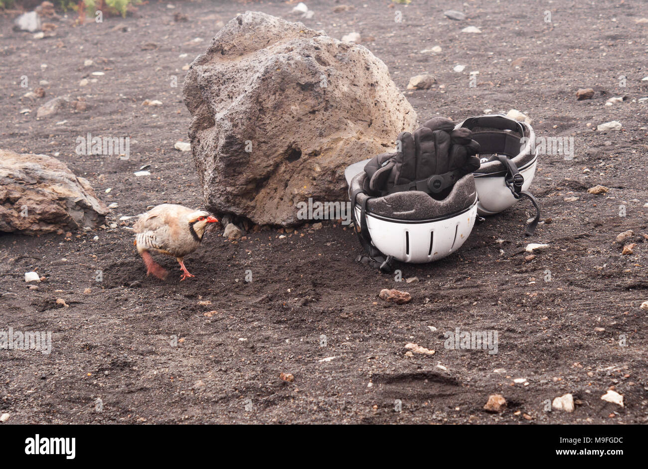 Chukar partridge, Alectoris chukar, inspects helmets and gloves in Haleakala crater, Maui. Stock Photo