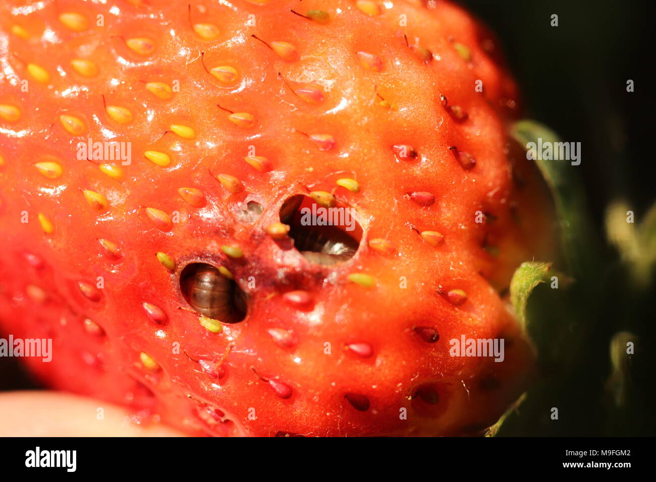 Millipede Food for Sale A Comprehensive Guide to Nutrition Millipede Food for Sale A Comprehensive Guide to Nutrition