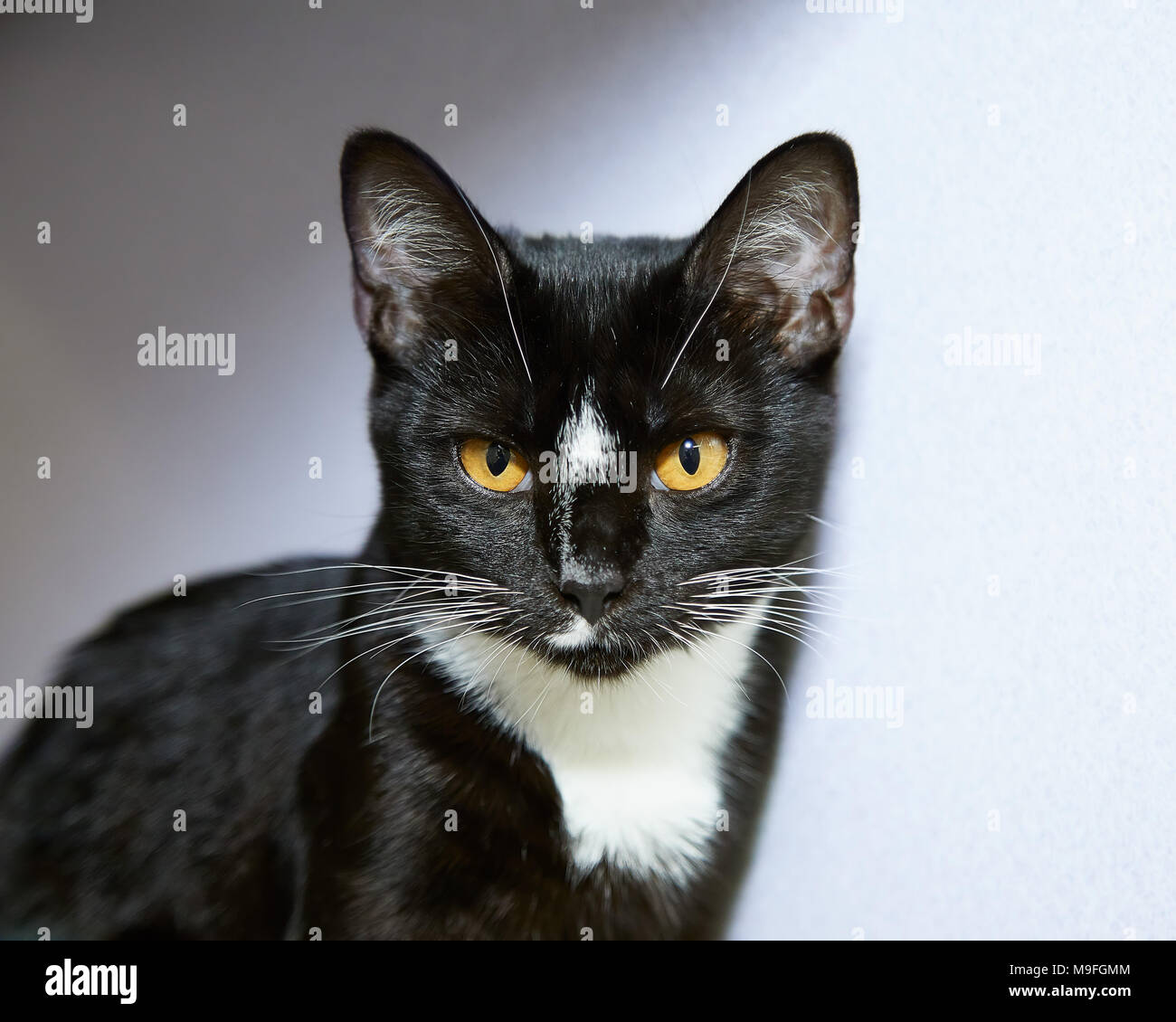Short Haired Tuxedo Cat Stock Photos Short Haired Tuxedo Cat