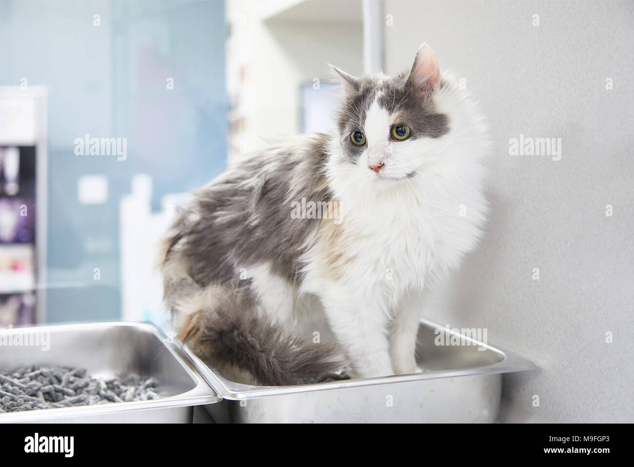 Domestic long-haired calico cat sitting in a litter box Stock Photo