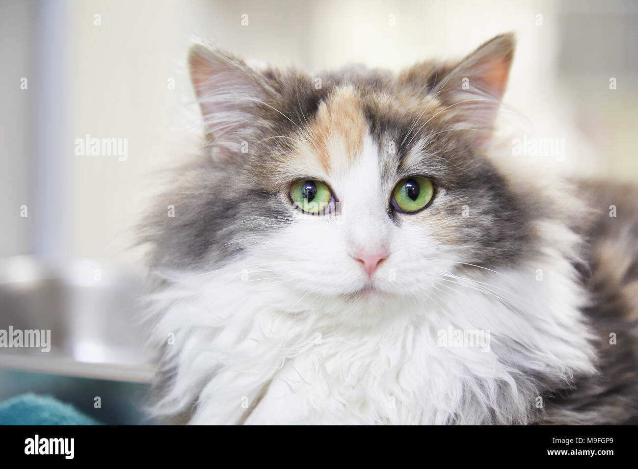Diluted Calico Hi Res Stock Photography And Images Alamy