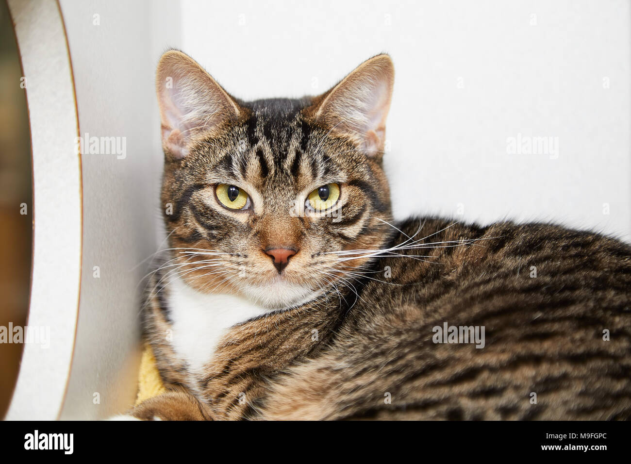 Domestic tabby cat lying inside a box on a blanket staring at the camera in a close up cropped view Stock Photo