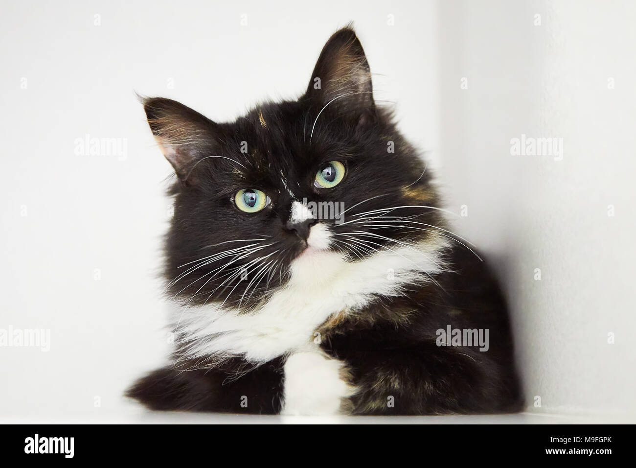Long haired tuxedo cat hires stock photography and images Alamy