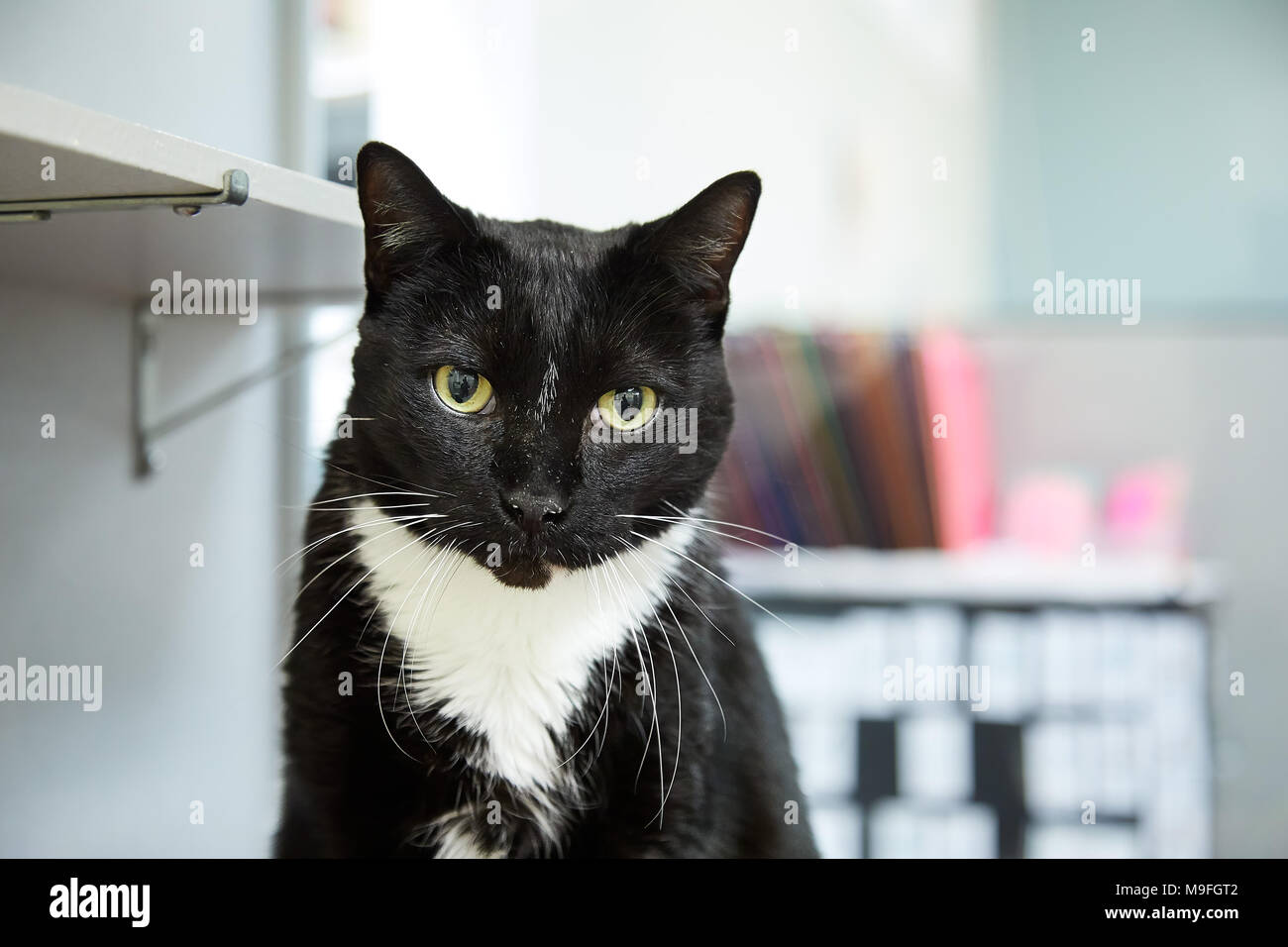 Short Haired Tuxedo Cat Stock Photos Short Haired Tuxedo Cat