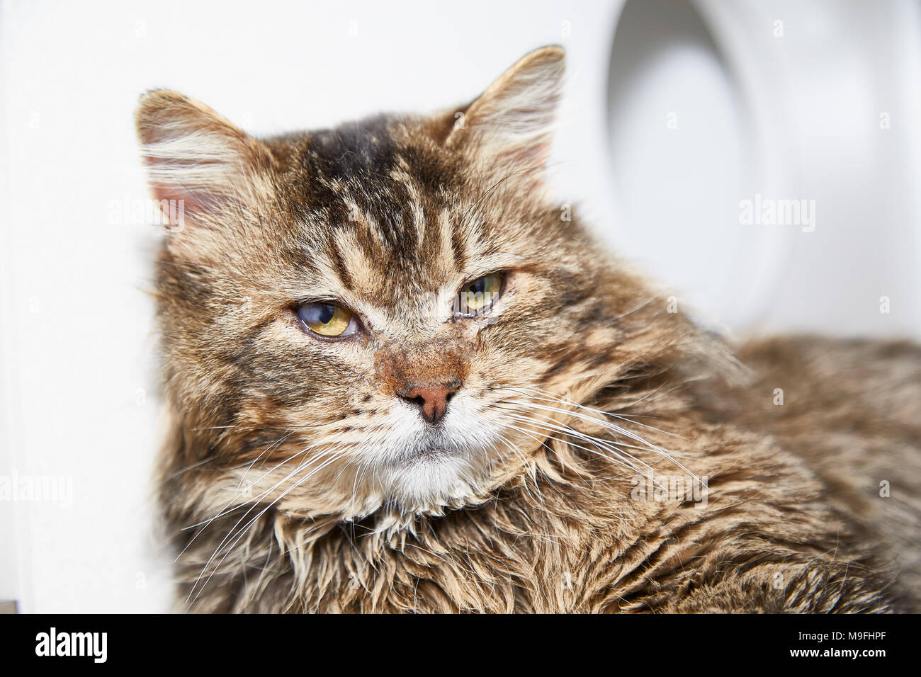 Dozy rough coated tabby cat raising its head to look sleepily at the camera indoors at home Stock Photo