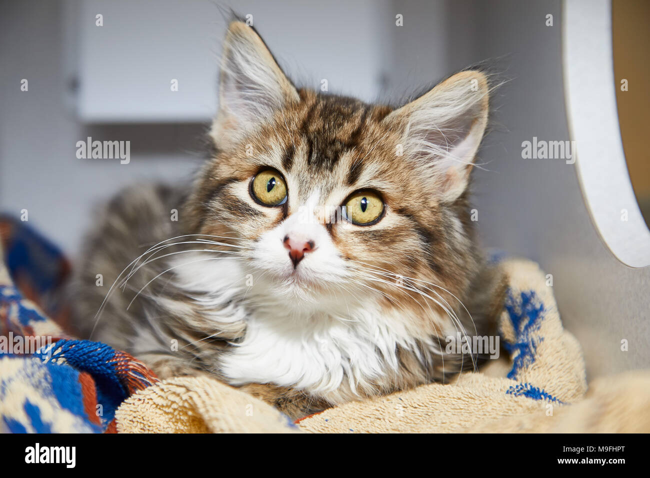 Pretty long-haired tabby cat snuggling into warm blankets and towels in a box bed looking curiously at the camera with big eyes Stock Photo