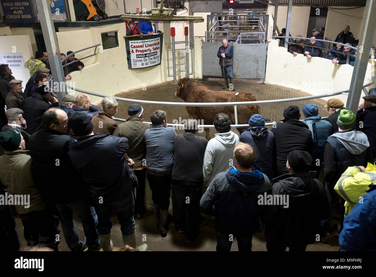 A cattle sale at the Cashel Mart in County Tipperary, Ireland Stock Photo Alamy