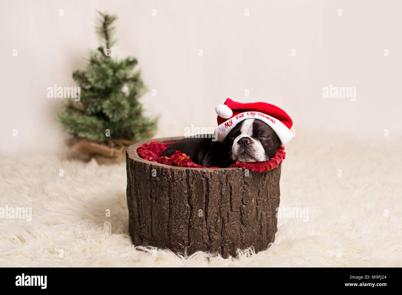 Puppy with hat hires stock photography and images Alamy