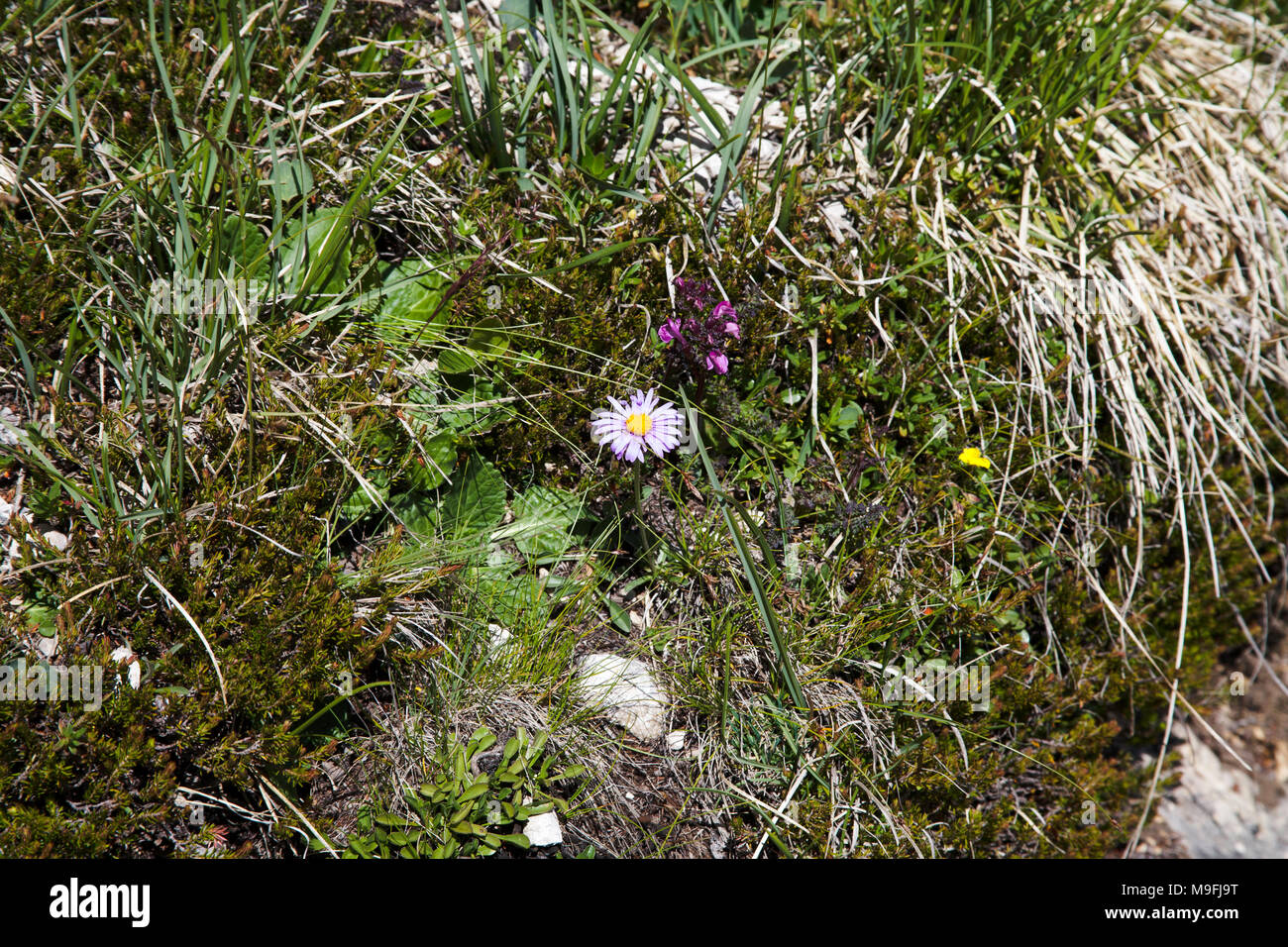 Alpine Aster flowering in the  Val Gardena the Dolomites South Tyrol Italy Stock Photo