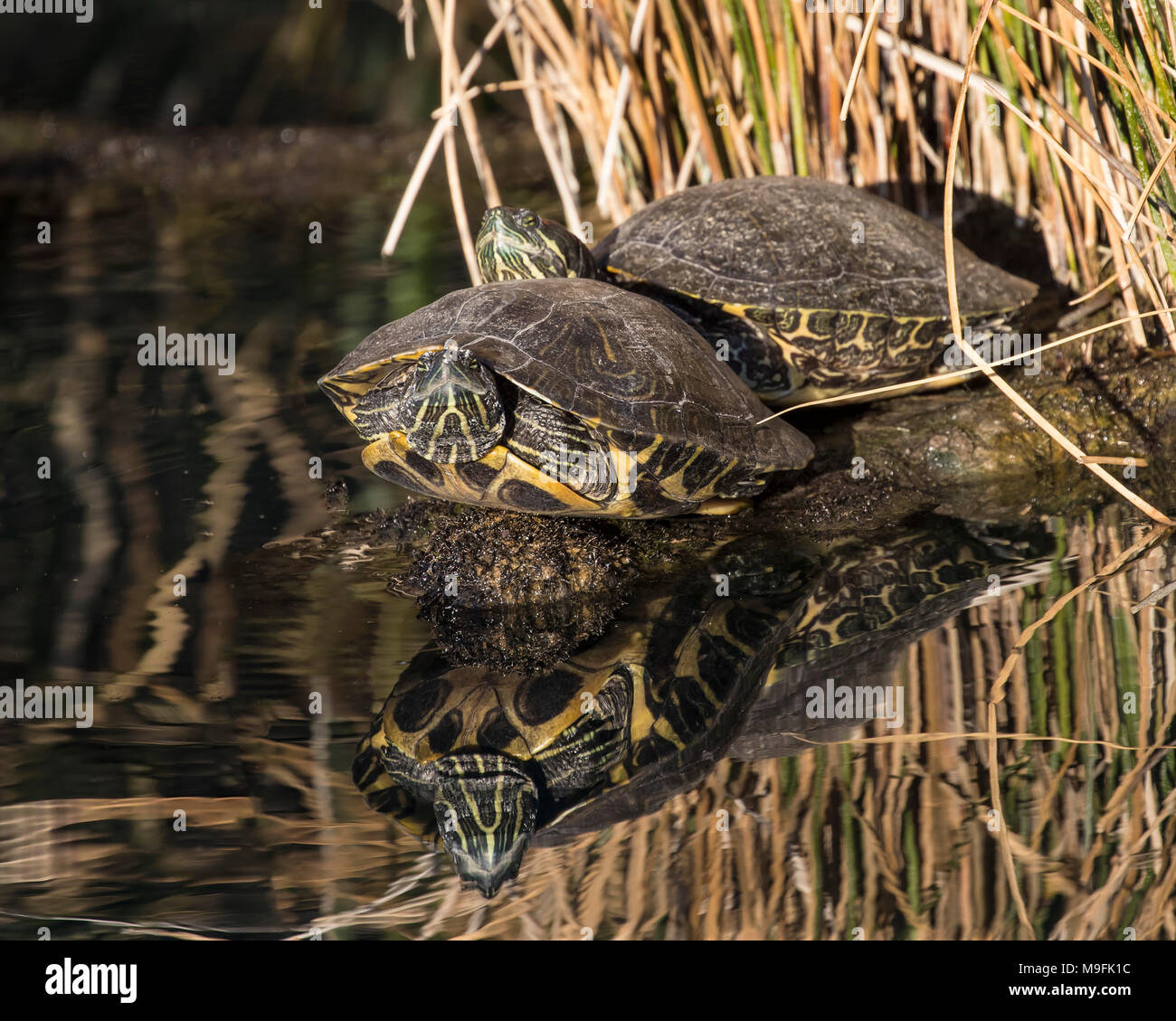 Turtles basking in the sun Stock Photo