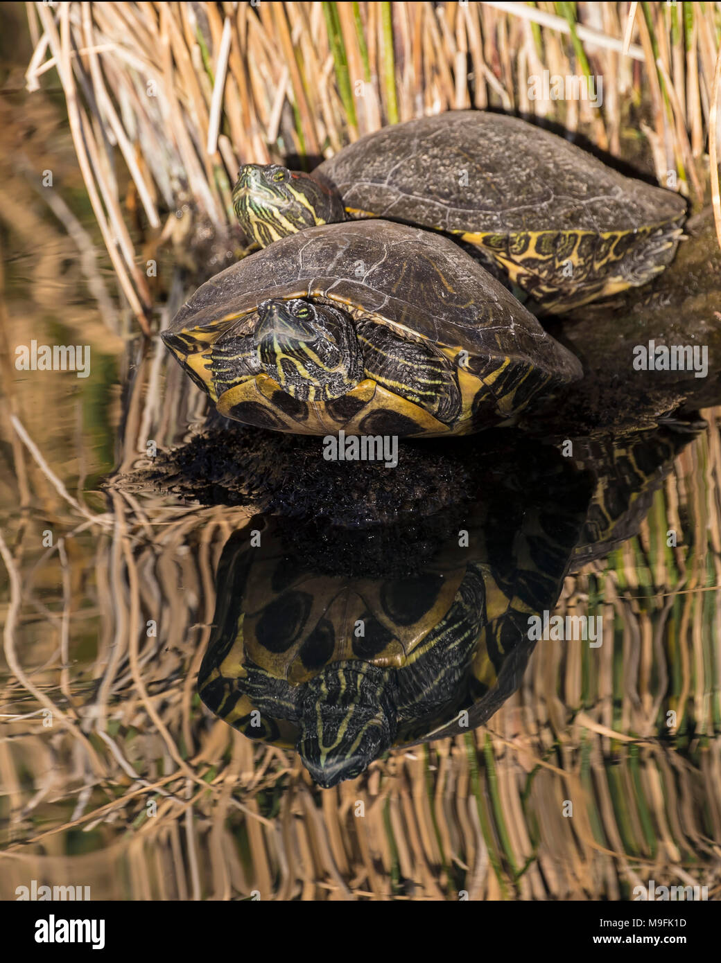 Turtles basking in the sun Stock Photo