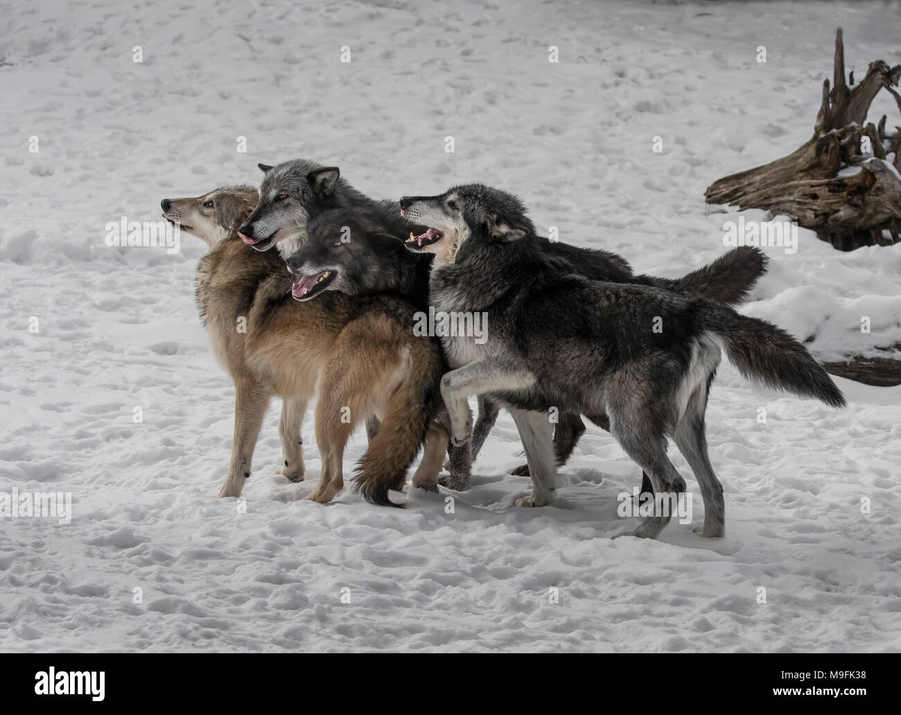 Wolf Pack at Triple D Game Farm Stock Photo