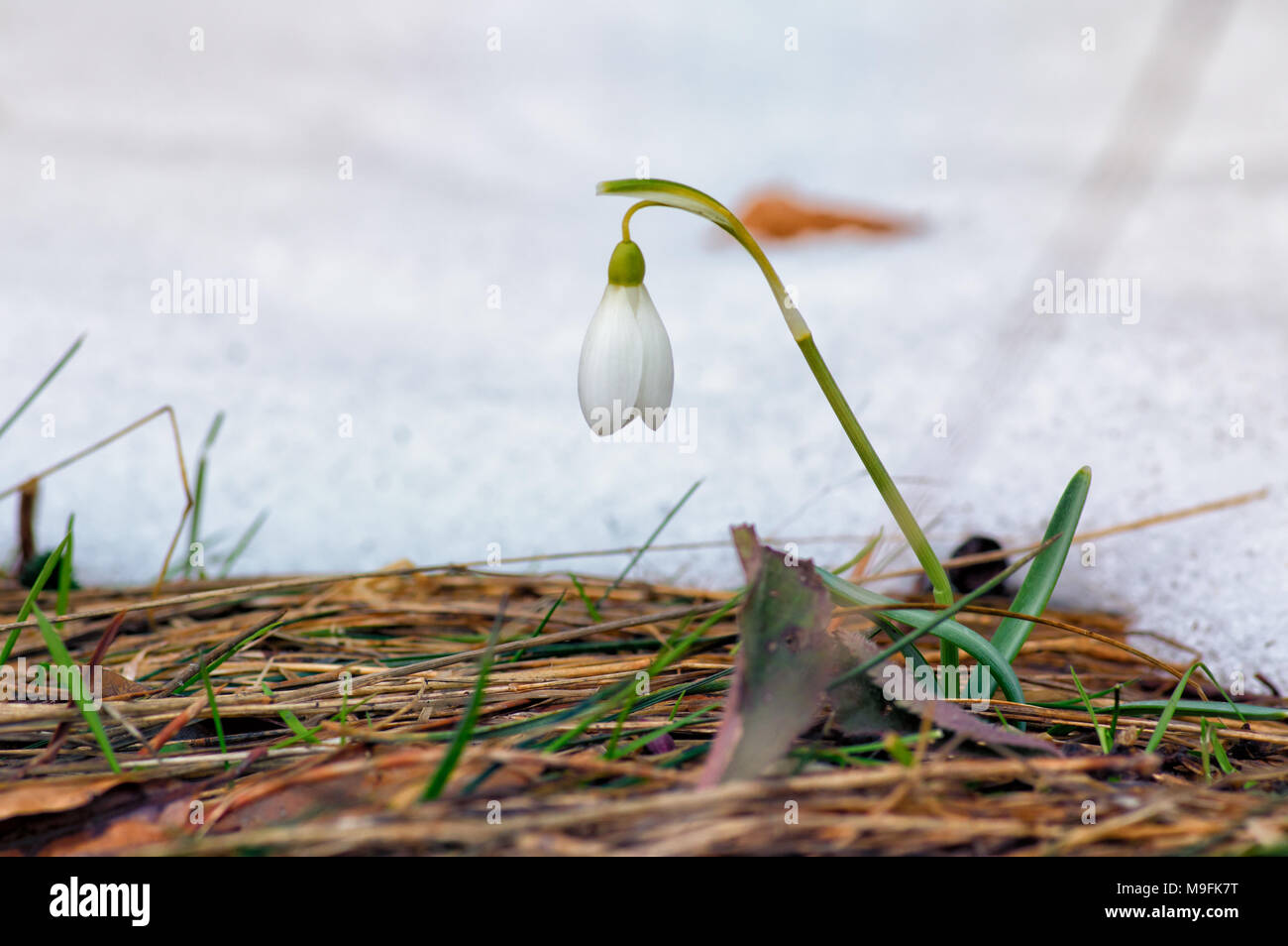 The first spring snowdrop. White spring flowers on snow. Symbol of ...