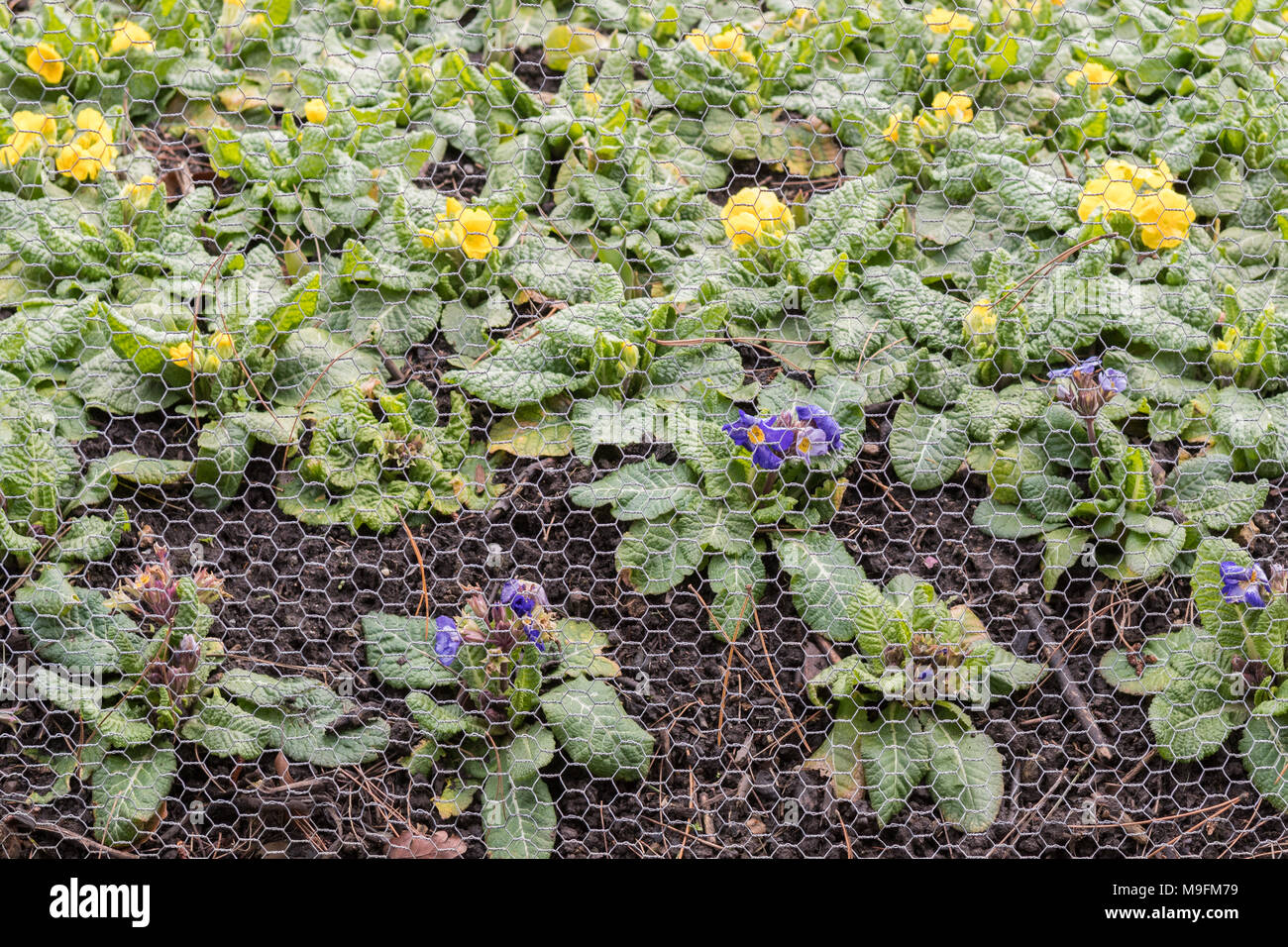 wire mesh chicken wire protecting bedding plants from rabbits Stock Photo