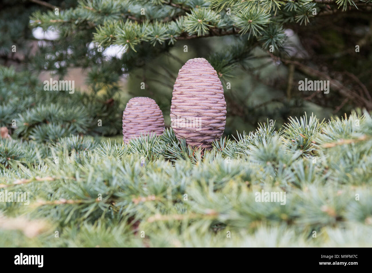 Cedar of Lebanon - Cedrus libani - cones Stock Photo