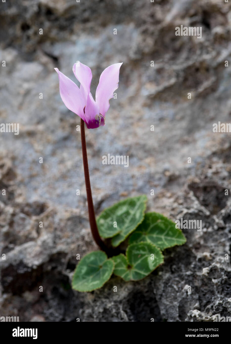 Beautiful fresh cyclamen wild plant with pink flower and green leaves born on  the rock. Stock Photo
