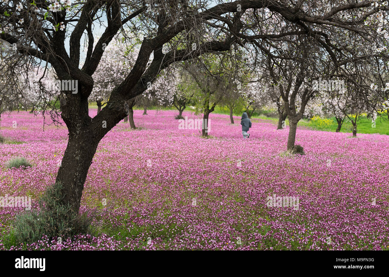 Beautiful field with almond trees full of white blossoms and purple veil of flowers in the ground, with an unrecognized young boy running with joy in Stock Photo