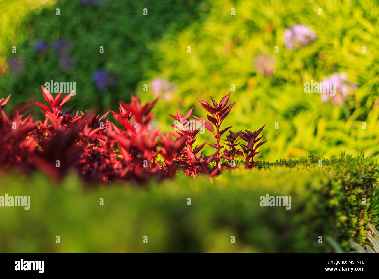 colored flowers in the city park , flowers and textures Stock Photo - Alamy