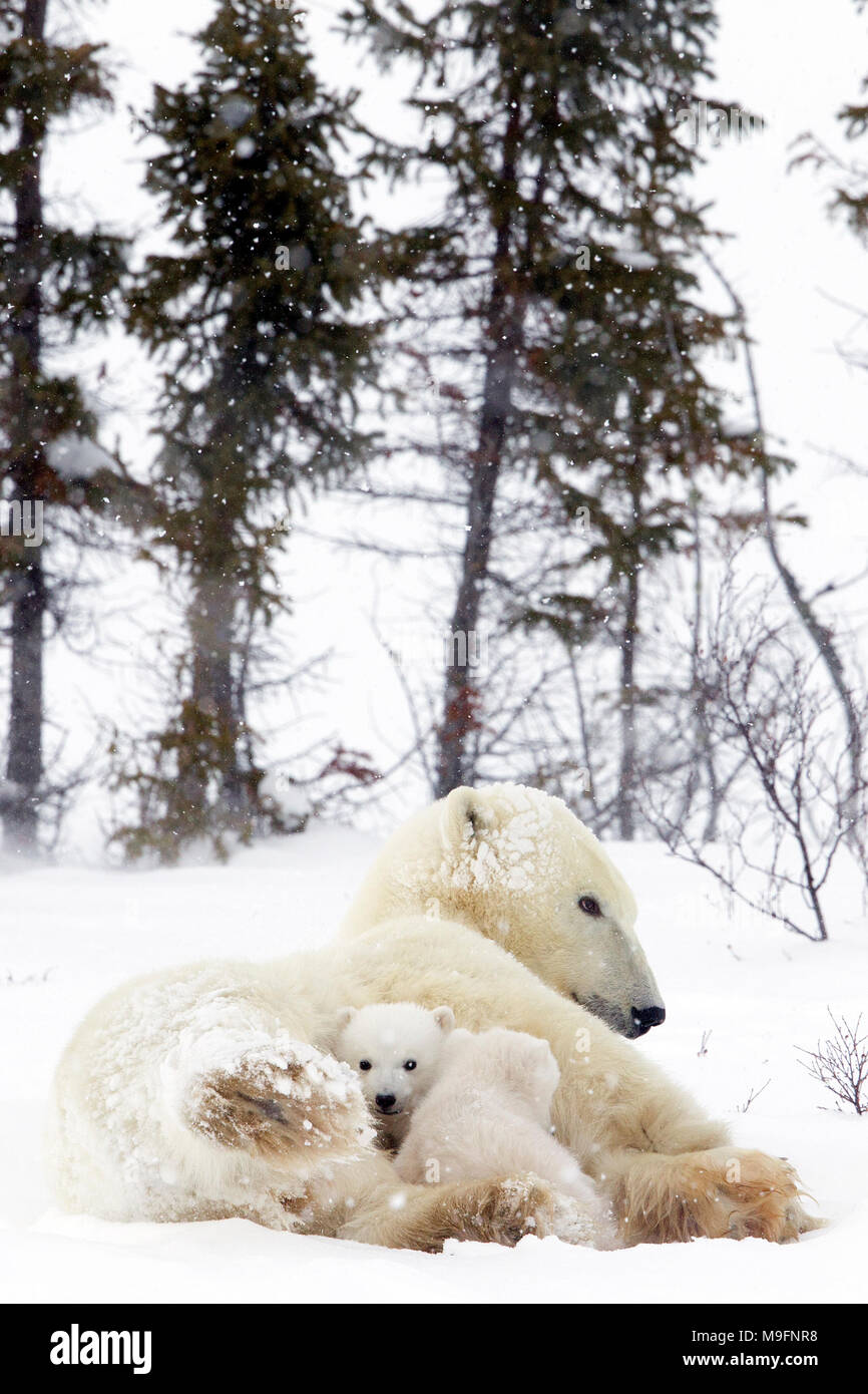 Polar Bear and Very Young Cubs Stock Photo