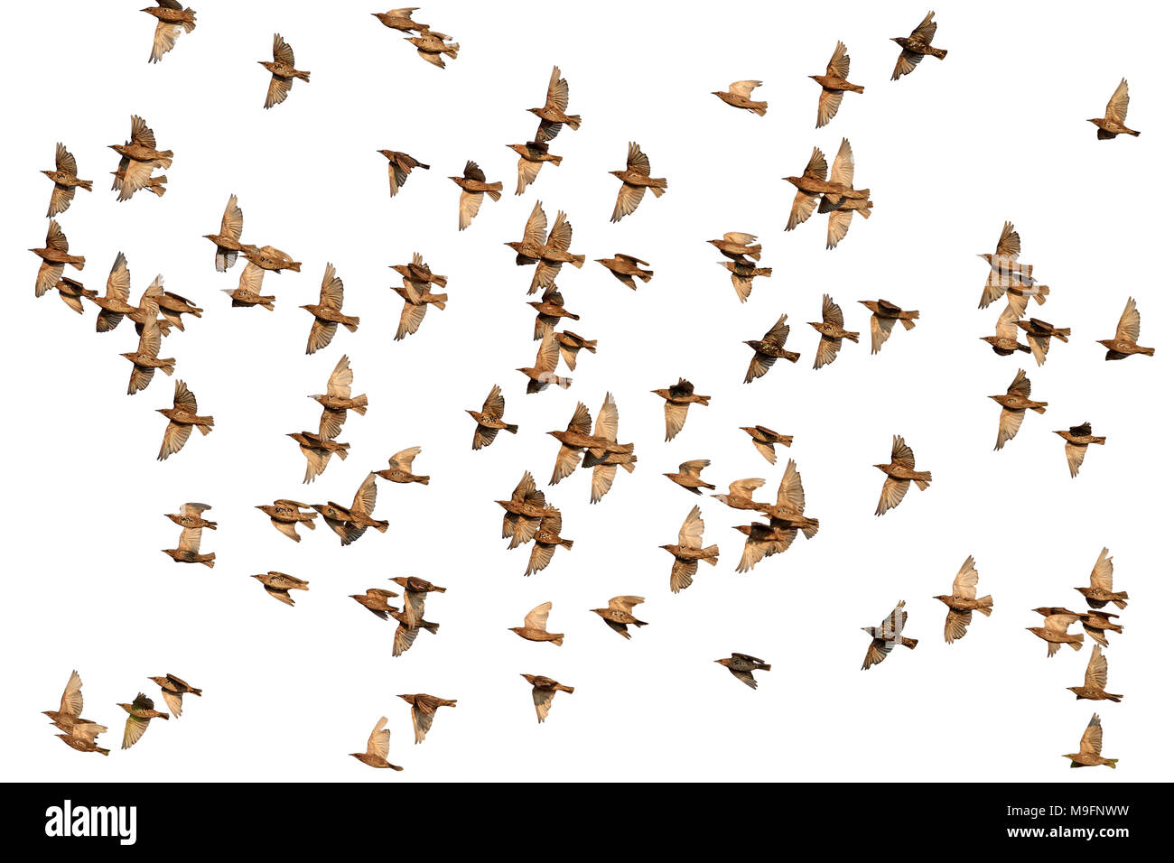 flock of starlings flying isolated on white background , birds, wildlife and season change, design and wildlife Stock Photo