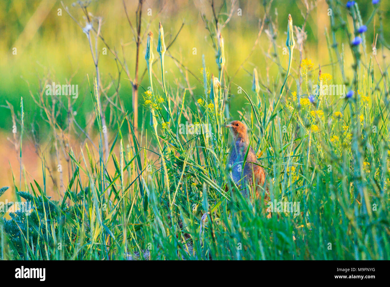 Gray partridge in a summer grasses , birds, wildlife and season change Stock Photo