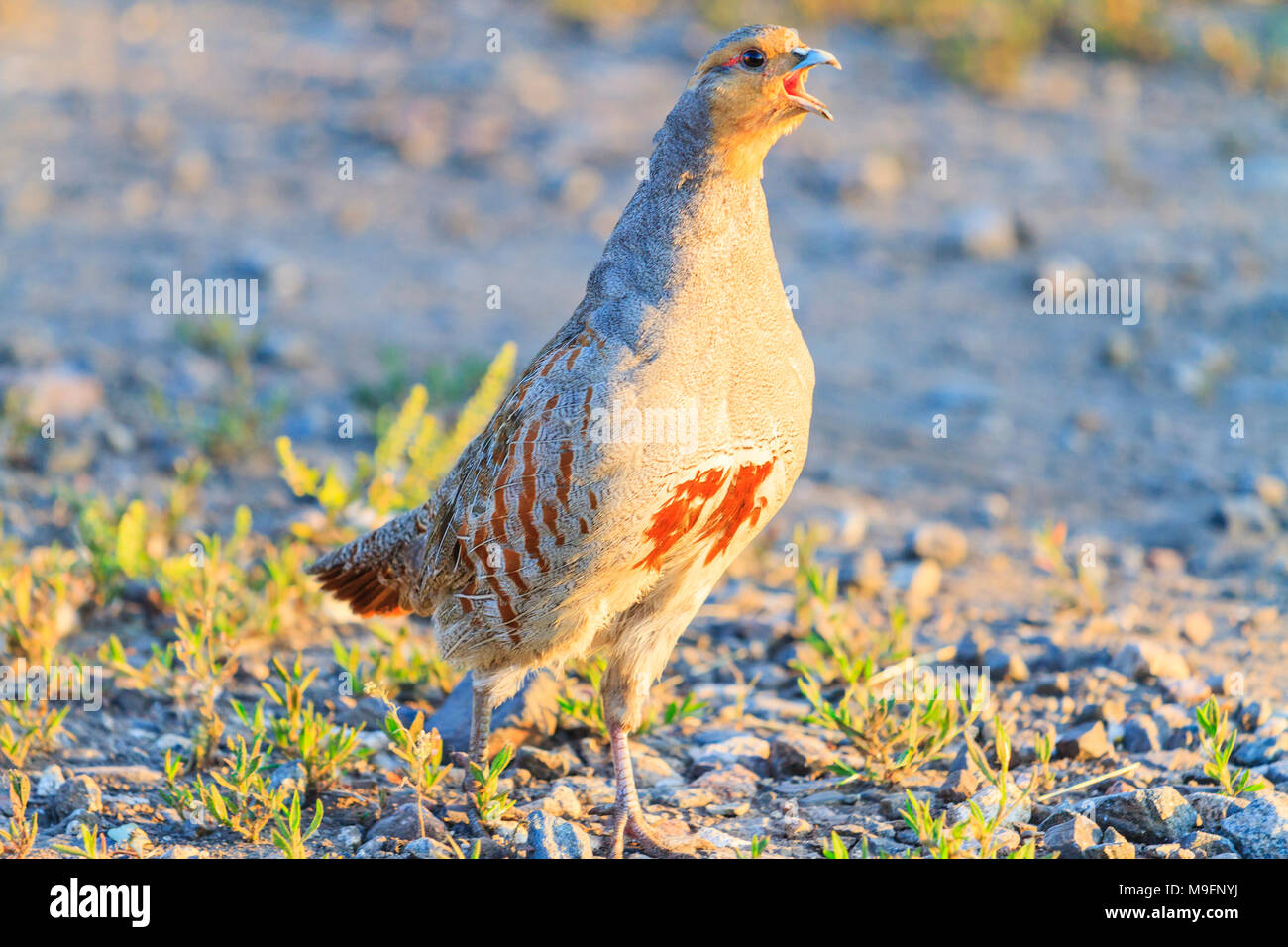 Gray partridge sings a song in the summer morning, birds, wildlife and season change Stock Photo