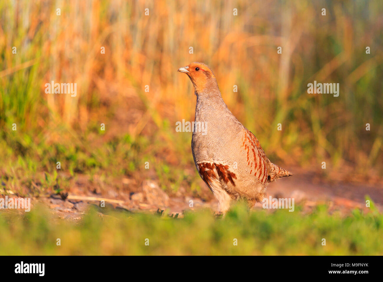 Gray partridge is on spring path Stock Photo