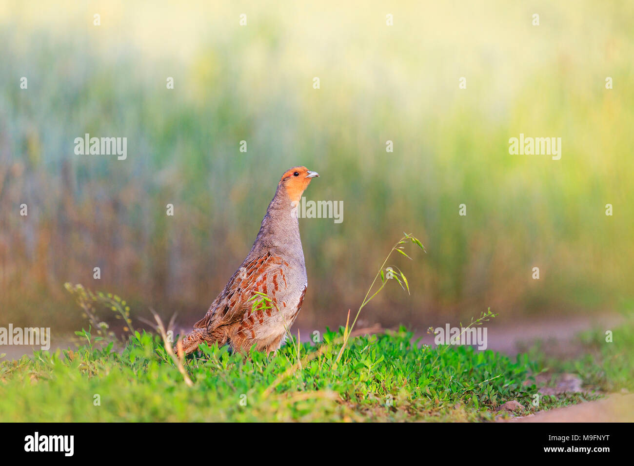 rare wild bird on green grass Stock Photo