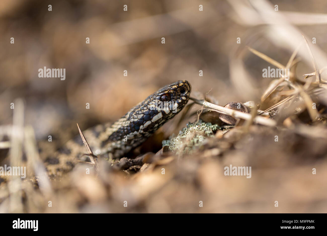 Portrait colour photograph of European Adder with narrow deph of field focused on eye Stock Photo