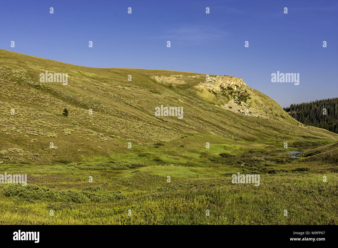 An alpine meadow against a blue sky Bighorn National Forest Wyoming USA Stock Photo