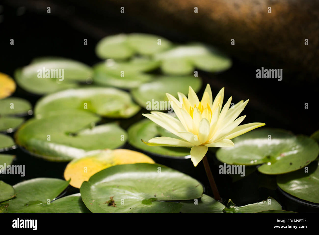 A yellow water lily (family Nymphaeaceae) surrounded by lily pads in a pond. Stock Photo