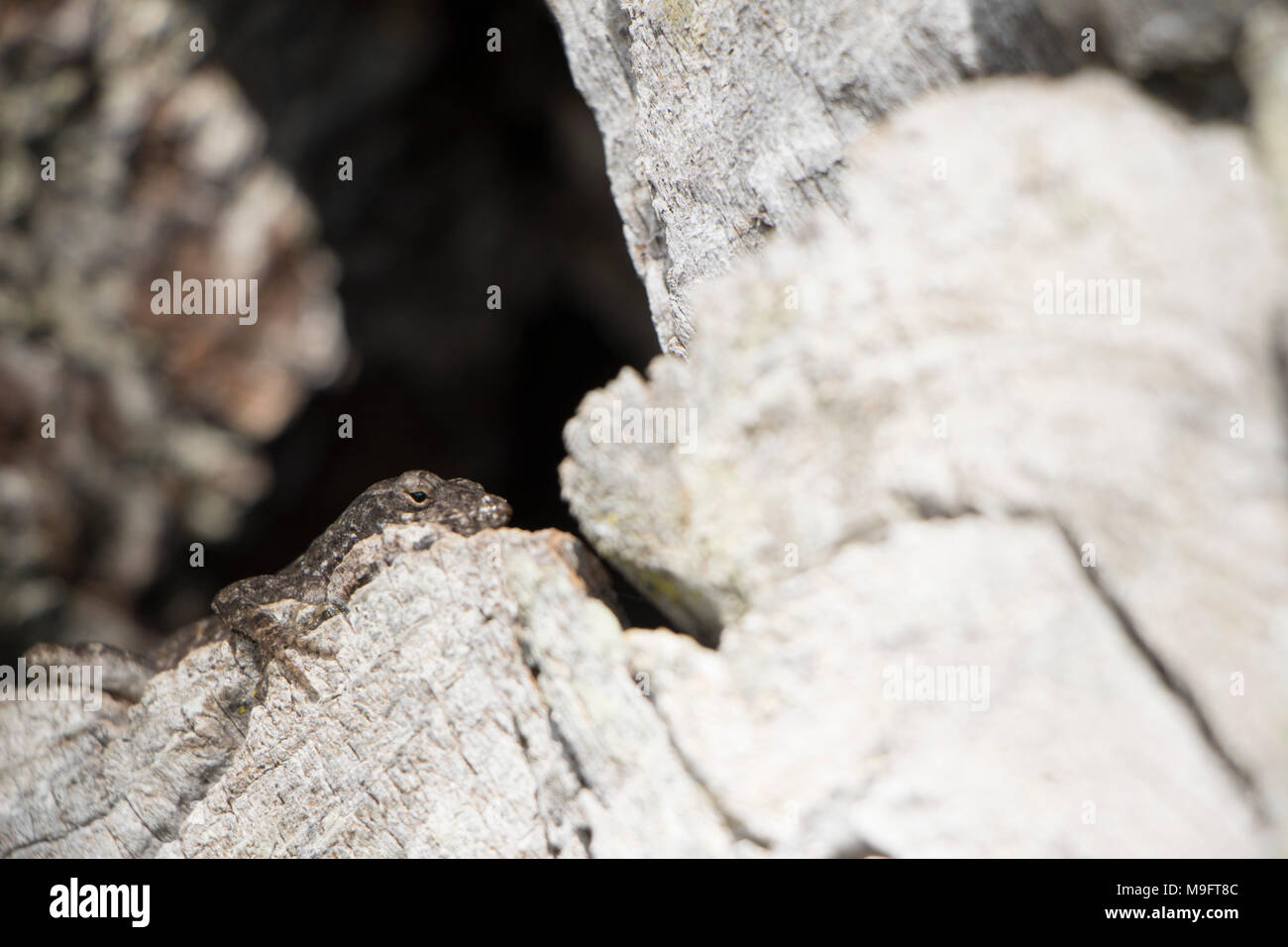 Lizard Breath brown black and grey lizard sunbathing on a tree with a hollow black hole Stock Photo