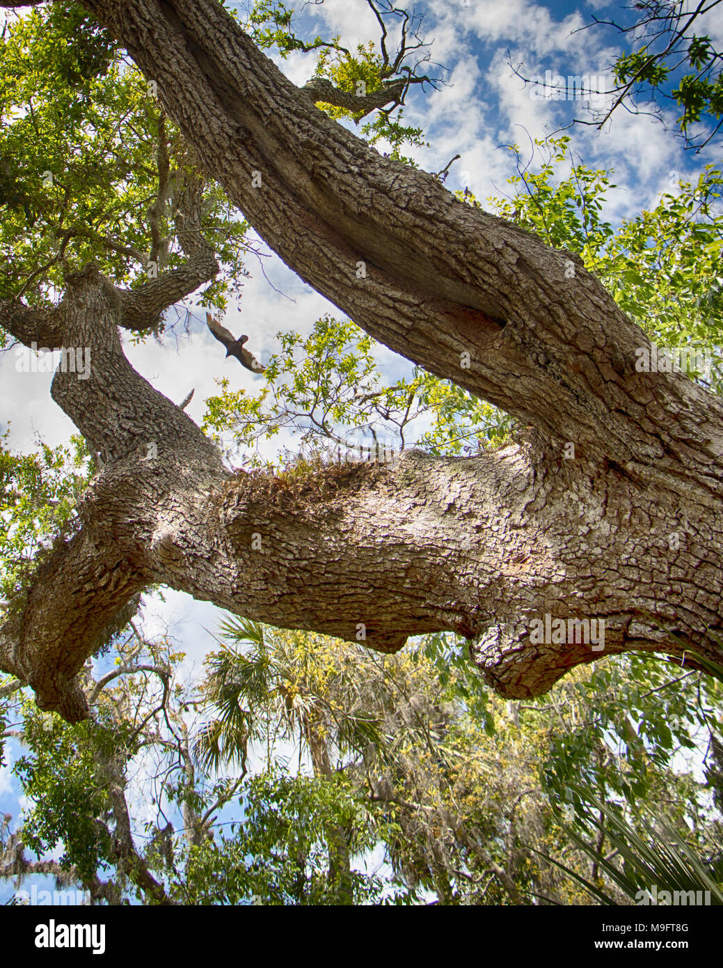 Soar wild bird black bird flying in the sky above trees growing on the ground Stock Photo