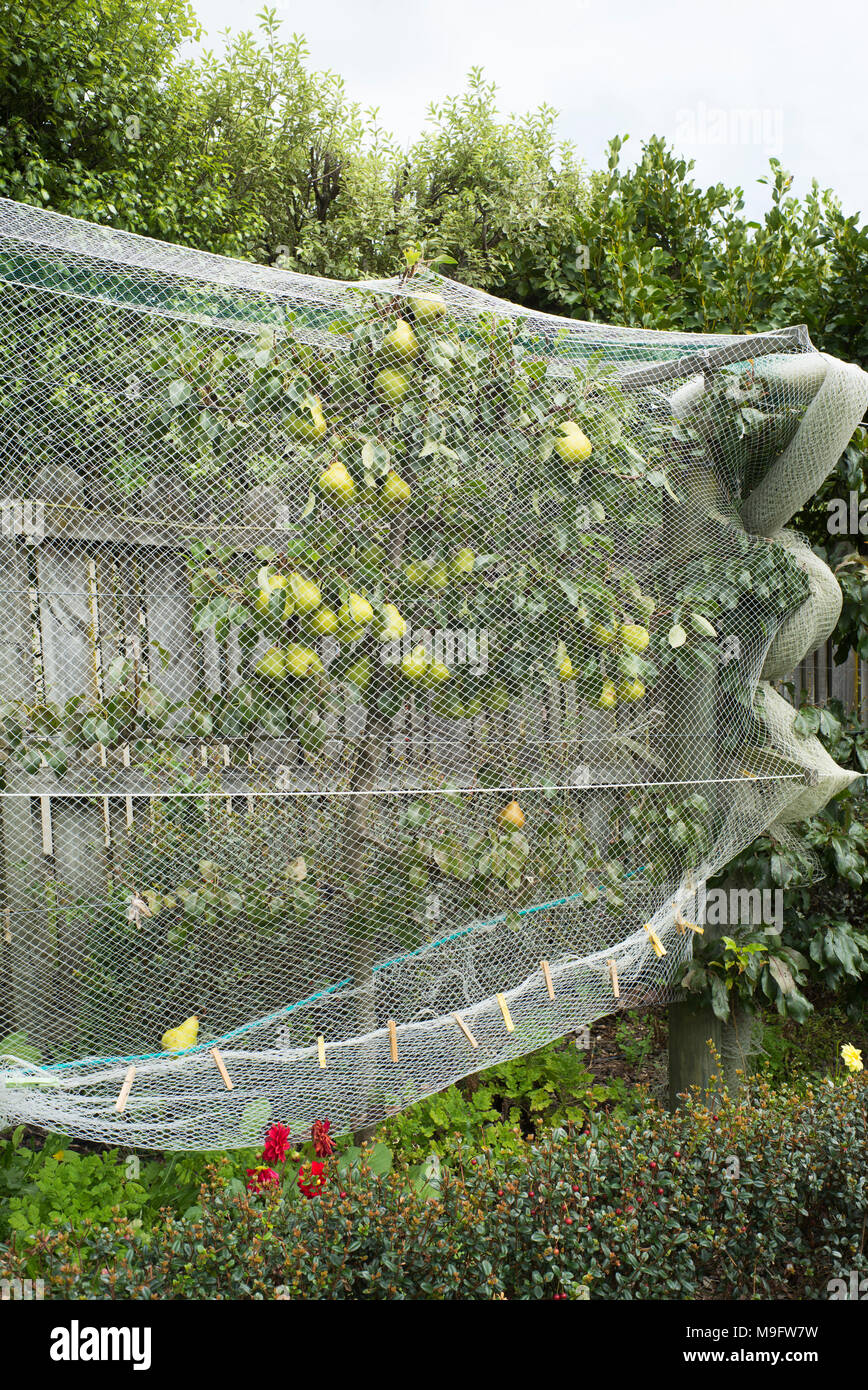Espaliered pear tree in a home garden. The pears are protected from the