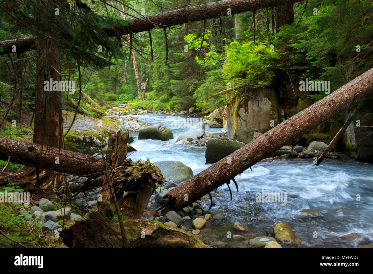 41,531.07866 secluded water and forest landscape, colorful Stevens Creek conifer forest river rapids with downed logs, rocks, boulders, cliff Stock Photo