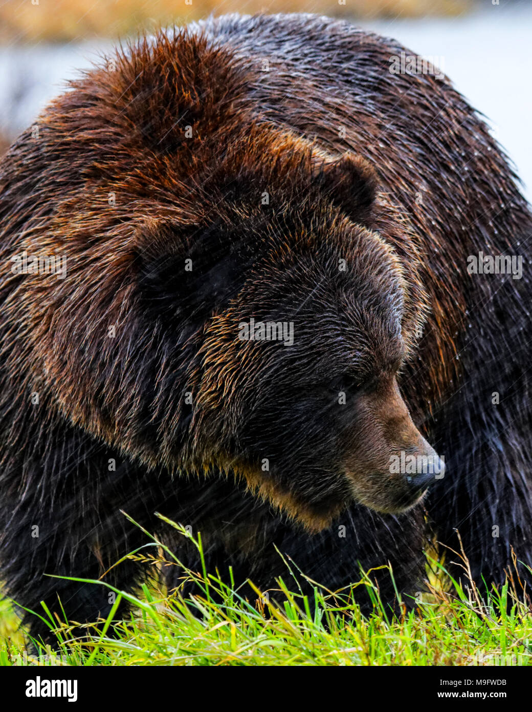 41,571.00282 close-up of an adult Grizzly bear in the rain on a grassy stream bank Stock Photo