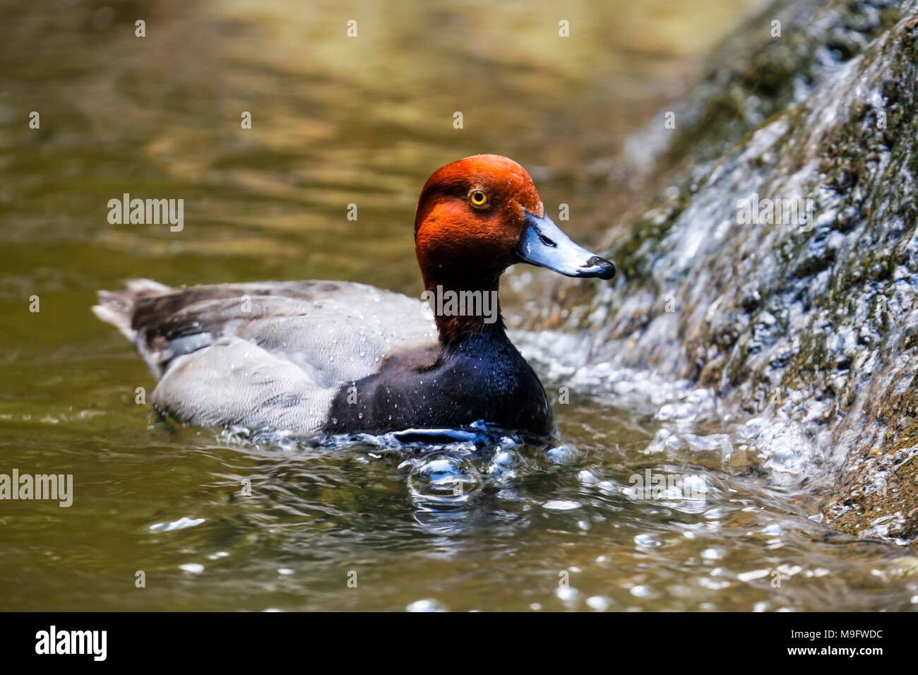41,770.06409 close-up of an adult Redhead duck drake (Aythya americana, Anatidae) swimming in water, with his rusty red head glowing Stock Photo