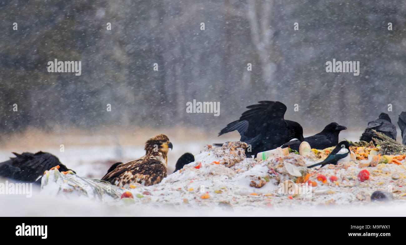 42,744.07752 Ravens, eagle, magpie, birds feeding, eating waste food trash garbage in a city dump during a snowstorm Stock Photo