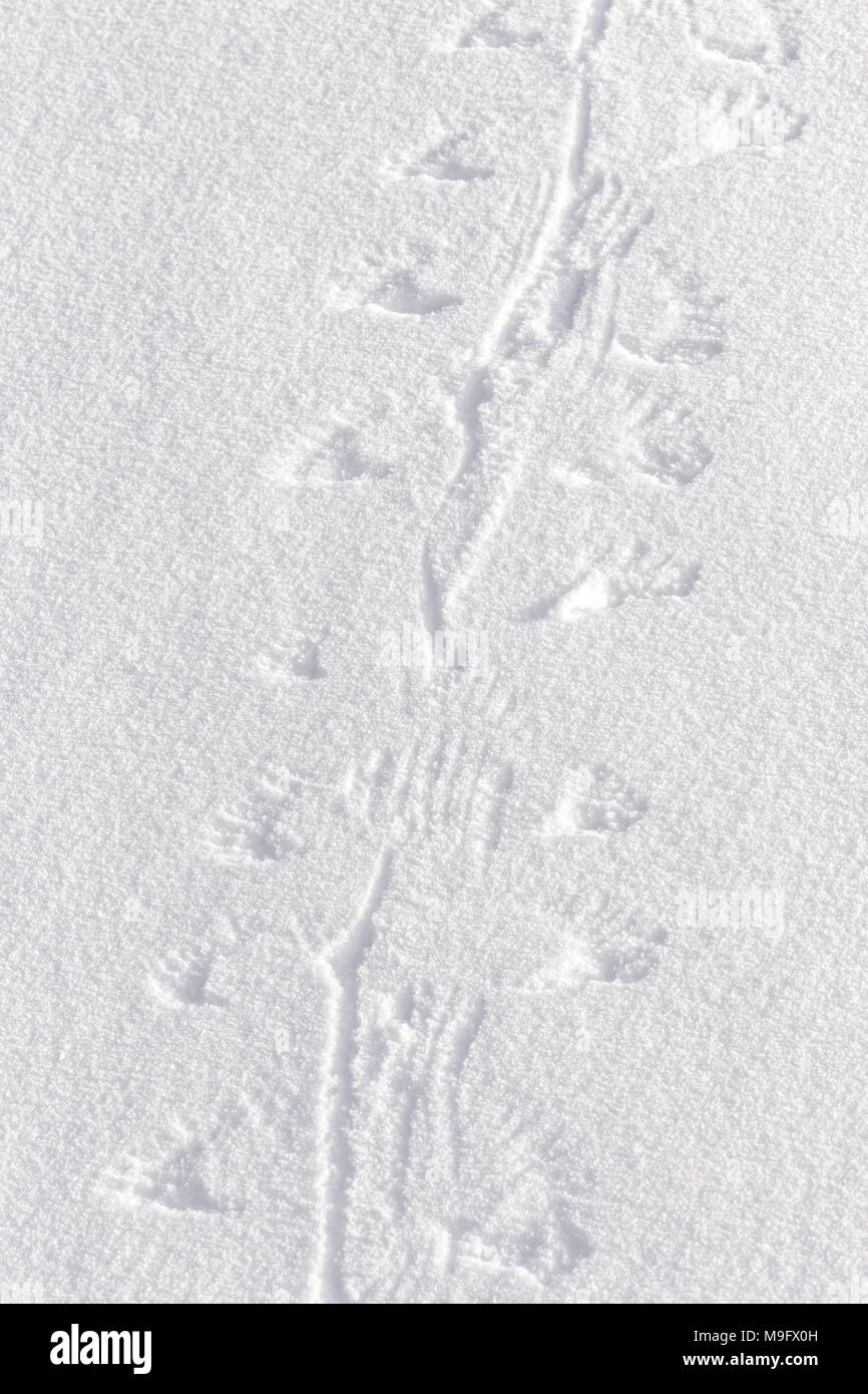 42,748.08670 tracks in the snow from a small bird “walking,” flopping dragging through the snow with his wings Stock Photo